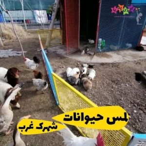 آشنایی کودکان با حیوانات با لمس کردن در شهرک غرب